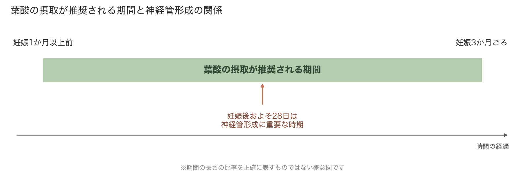 葉酸の摂取が推奨される妊娠1か月以上前〜妊娠3か月ごろの期間と、妊娠後およそ28日の神経管形成の時期を示す図